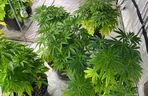 Gigantyczna plantacja konopi zlikwidowana. Policja zabezpieczyła marihuanę, kokainę, broń i amunicję