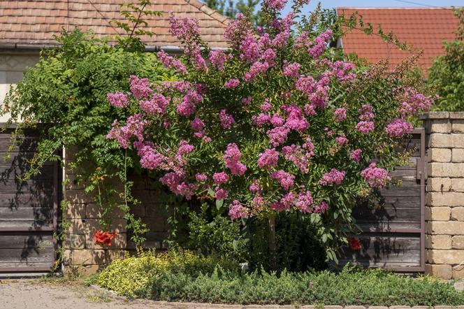 Lagerstremia indyjska