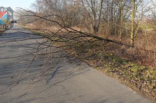 Płock. O krok od tragedii! Na drogę spadło drzewo podgryzione przez bobry! [ZDJĘCIA]