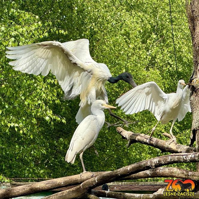 Szalone Małpki nagrywały teledysk w ZOO Leśne Zacisze pod Kielcami