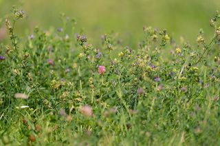 Warszawa w kwiatach - nagroda bioróżnorodności