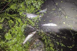 Tysiące ryb na brzegach Wisły. „Nigdy czegoś takiego nie czułem”