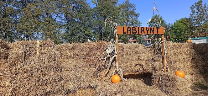 Farma dyniowa wraca na mapę Rudy Śląskiej