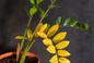 Co robić gdy zamiokulkas ma żółte liście? 