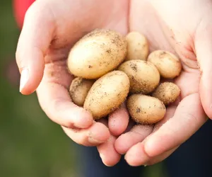 Kryzys ziemniaczany dotrze do Polski? Wiele krajów świata zmaga się z niedoborem ziemniaków! 