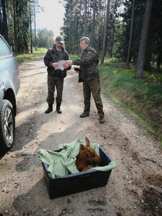 Leśnicy uratowali kilkudniowego łosia. Maleństwo straciło mamę