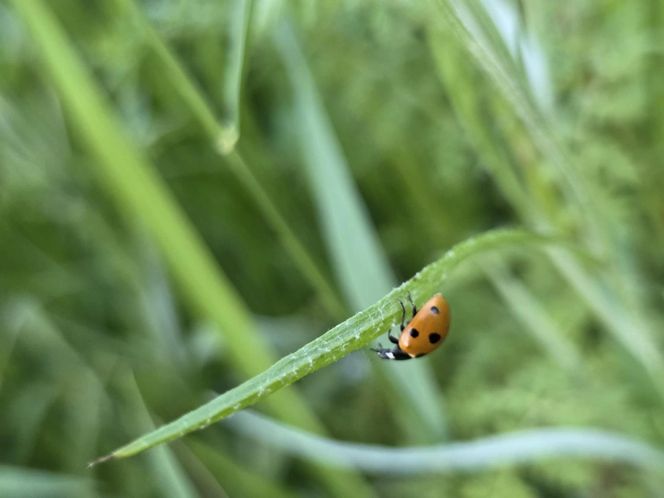 Łąki kwietne na Podkarpaciu