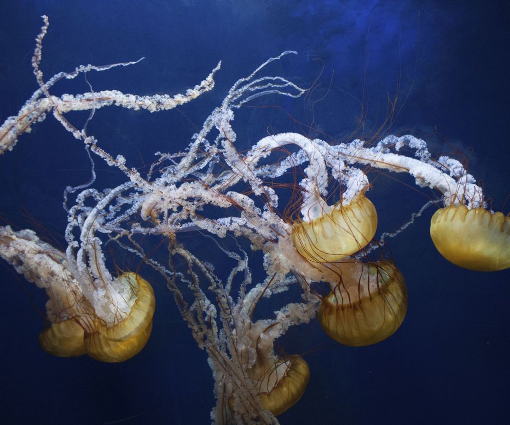 Osa morska czyli meduza z gatunku Chironex fleckeri, jest jednym z najniebezpieczniejszych dla człowieka stworzeń.