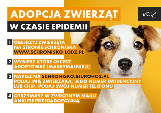 Znów można adoptować zwierzęta z łódzkiego schroniska