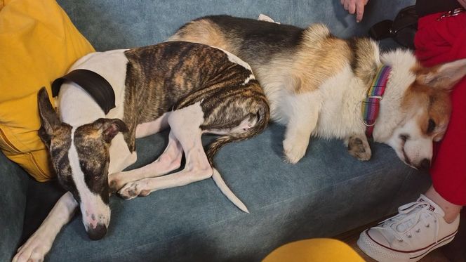 Pierwsza w Polsce kawiarnia z psami Corgi