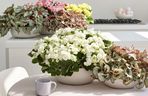 Begonia zimowa i begonia królewska