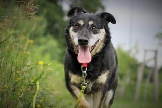 Mentor czeka na nowy dom. Adoptuj psa ze schroniska w Białymstoku