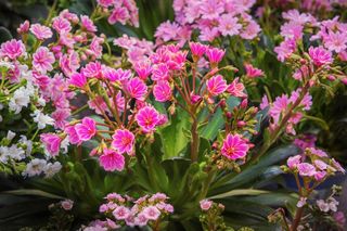 Lewizja zagłębiona 