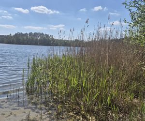 To jezioro w Olsztynie ma niezwykle czystą wodę. Jest kilka dzikich plaż, które świecą pustkami