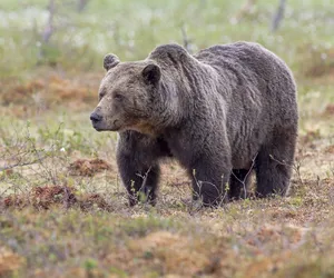 Włochy: zamknięto ulice, by chronić niedźwiedzicę z młodymi