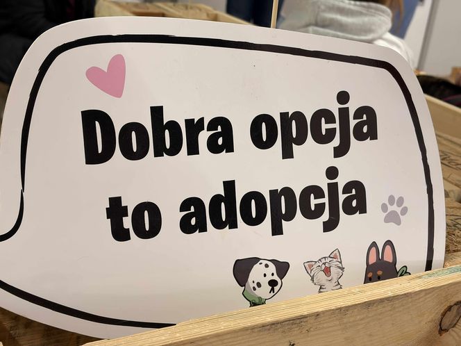 Akcja adopcyjna Fundacji Dobre Ludki w Grudziądzu