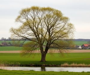 Werbkowice. Czy wiesz, skąd wzięła się nazwa jednej z największych wsi w Lubelskiem?