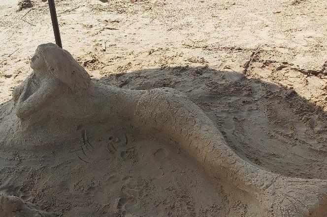 Szukamy imienia dla Syrenki, która pojawiła się na plaży w Brodach