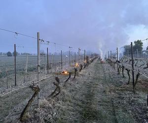 Ogromne straty rolników i sadowników. Kwietniowe mrozy zniszczyły całe plantacje. „To był kataklizm”