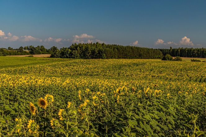 Słonecznikowe pole w okolicach Ostrowca Świętokrzyskiego