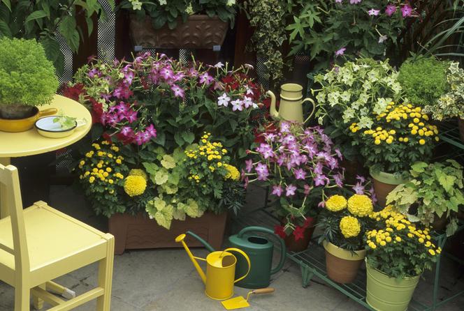 Wytrzymałe kwiaty na balkon - zdjęcia