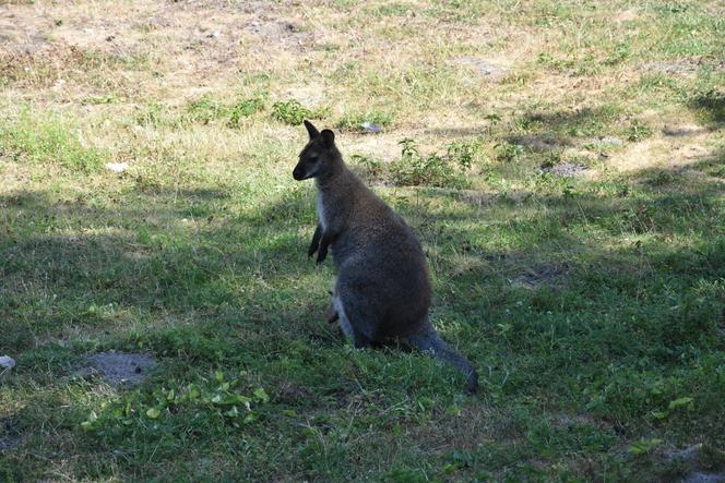 Lubelskie: Są naprawdę słodkie! Zobaczcie małych mieszkańców zamojskiego zoo [GALERIA]