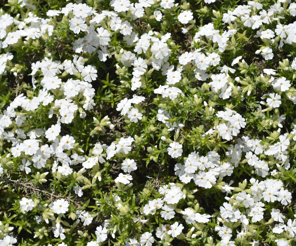 Płomyk (floks) szydlasty 'White Delight