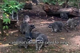 Inwazja szopów! Sto osobników zaatakowało dom kobiety. Przerażające!