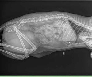 Ktoś strzela do kotów w Zielonej Górze!