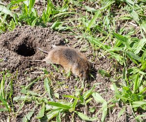 Wlej do dziur w ziemi, a nornice wyniosą się raz na zawsze. Działa na nie jak odstraszacz. Sposób na nornice 