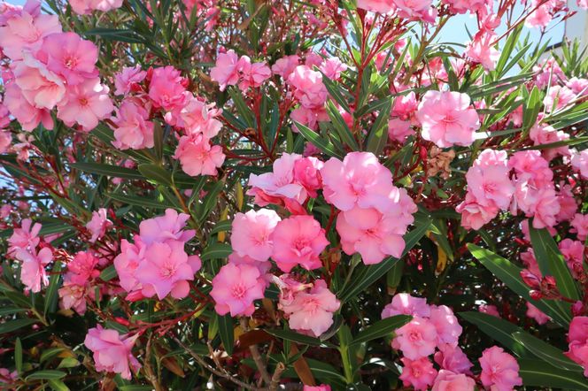 Oleander