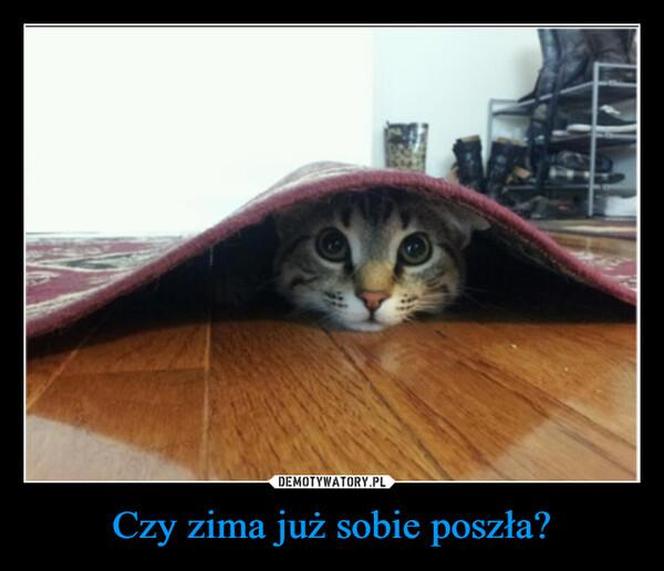 Koty opanowały internet! Memy z mruczkami bawią do łez [TOP 45]