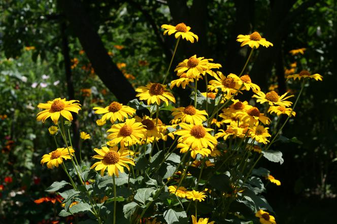 Słoneczniczek szorstki - Heliopsis helianthoides