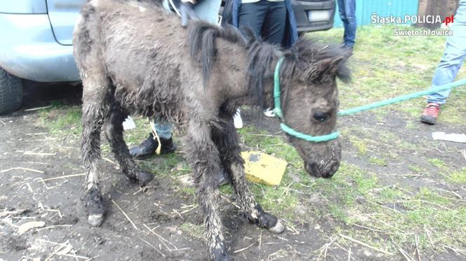 Ruda Śląska: W ogrodzie trzymał wychudzone, brudne i zaniedbane zwierzęta [ZDJĘCIA]