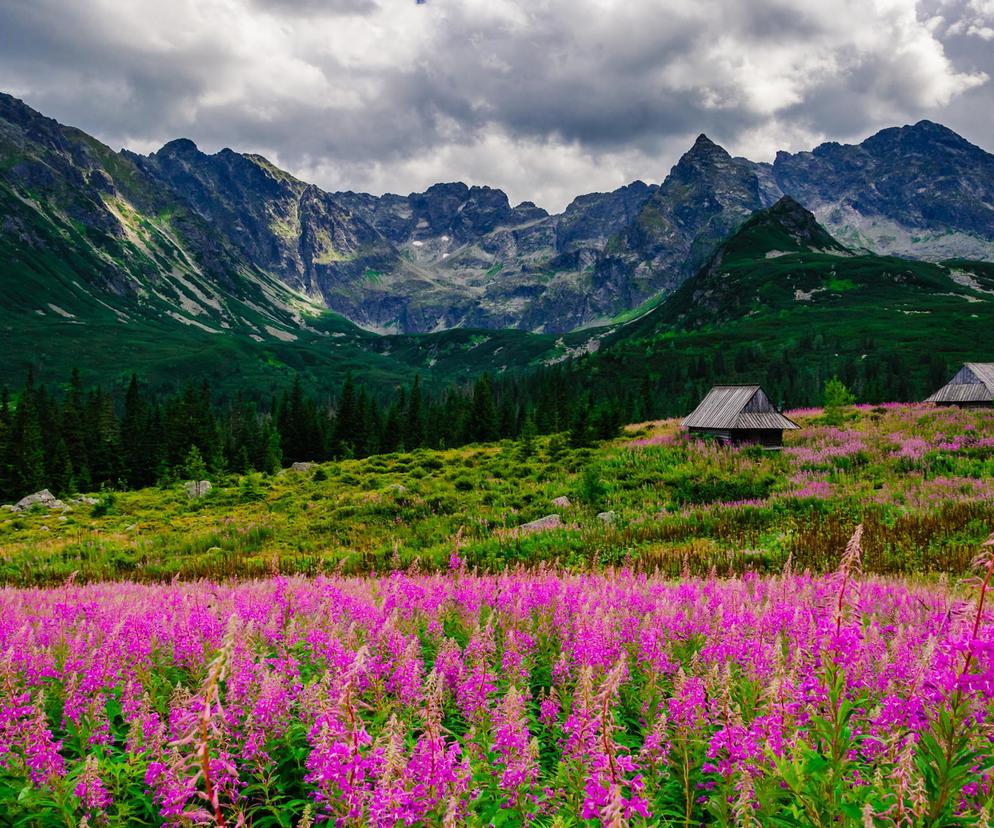 Hala Gąsienicowa to teraz najpiękniejsze miejsce w Tatrach
