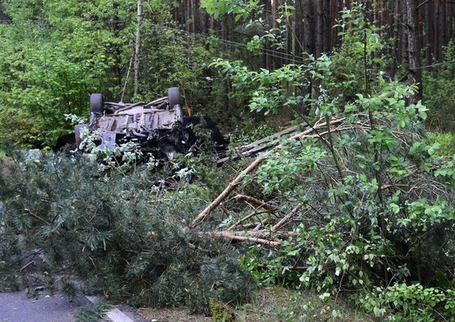 Rąbnęli w łosia, osierocili synka