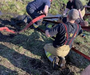 Koń utknął w bagnie. Dramatyczna akcja strażaków