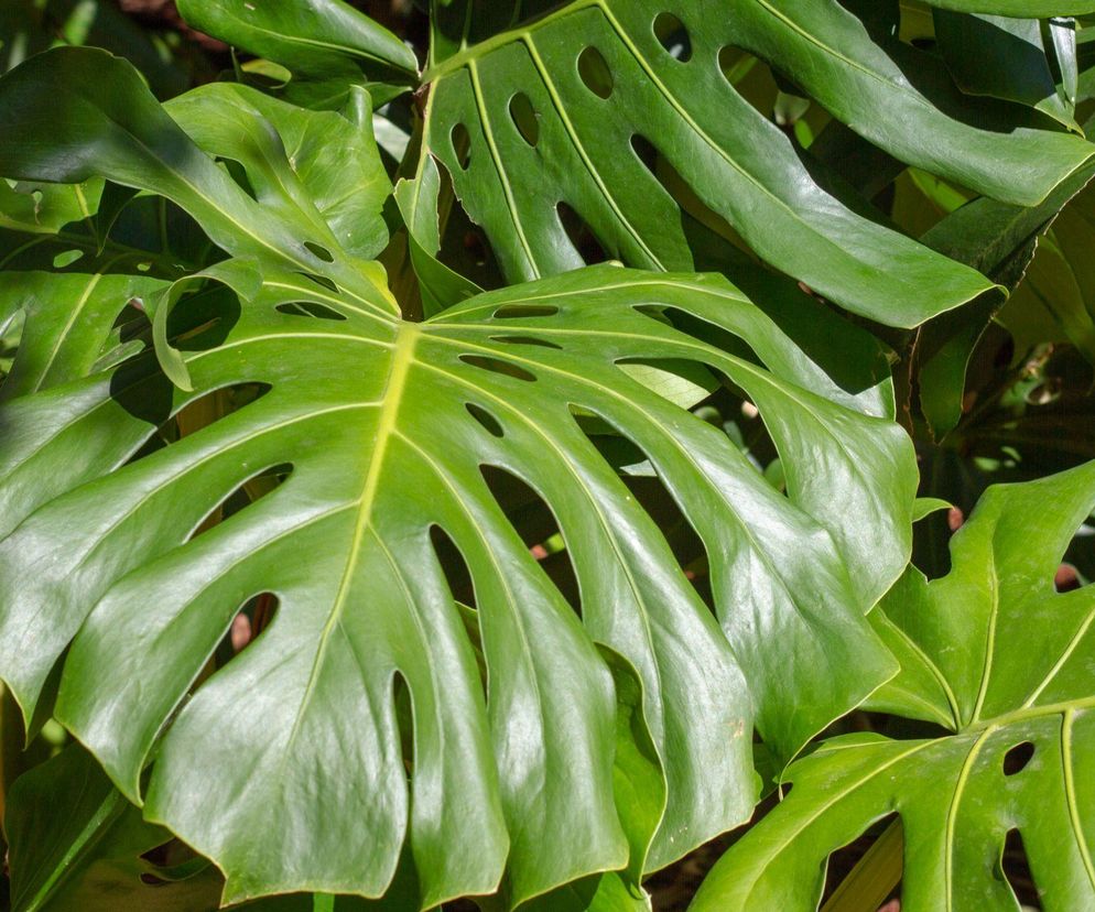 Monstera