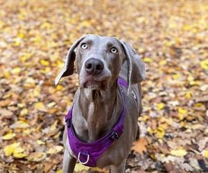 Przejechali mu psa oplem. Zabili moją Sunię