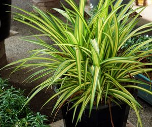 Dracena: groźna dla dzieci, toksyczna dla zwierząt