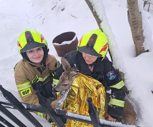 Strażacy-ochotnicy z Bystrej ruszyli na pomoc sarnie