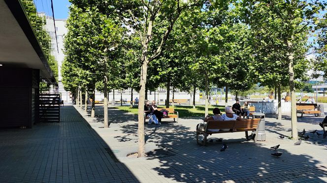 Katowice jak patelnia. Obowiązuje ruch cieniostronny. Nawet gołębie chowają się w cieniu