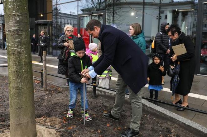 Warszawa "zazielenia" betonowy plac. Drzewami z Niemiec. Po 14 tys. zł za sztukę 