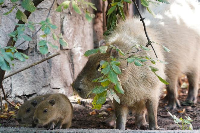 Kapibara z wrocławskiego zoo