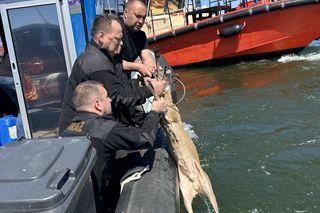 Młody jelonek wpadł do kanału portowego w Gdańsku. Uratowała go załoga Pioruna