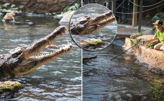 Orientarium Zoo Łódź. Pierwsze karmienie Krakena w historii ogrodu. To największy krokodyl w Europie [ZDJĘCIA].