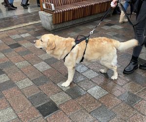 Golden Retriever WOŚP w Poznaniu