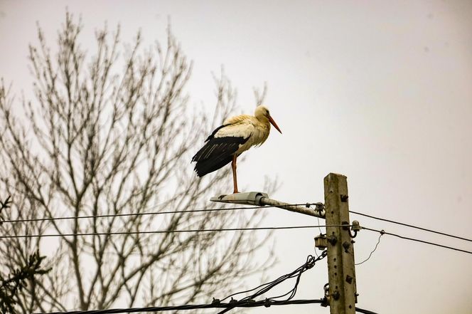 Koniec bocianich wakacji! Ornek pędził do Polski, aby uwić gniazdko dla ukochanej