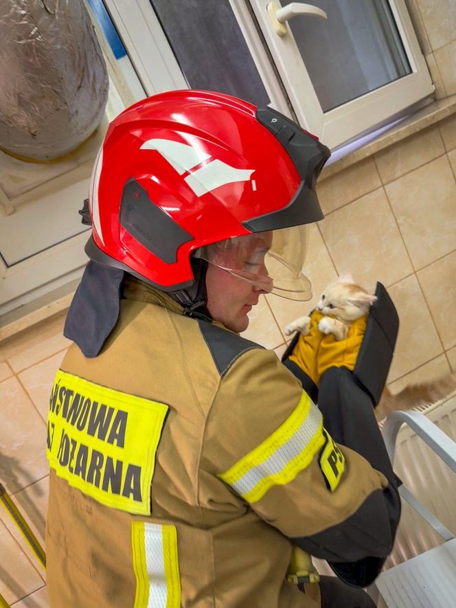 Strażacy uwolnili kotka, który wpadł do szybu okiennego
