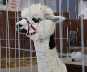 ZooPark ponownie przyciągnął do Targów Lublin tłumy miłośników zwierząt